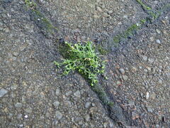 Sagina procumbens