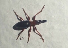 Cylas formicarius
