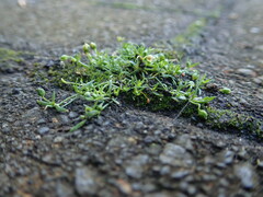 Sagina procumbens