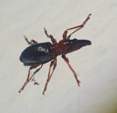 Cylas formicarius