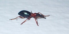 Cylas formicarius