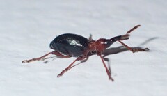 Cylas formicarius
