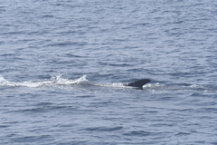 Balaenoptera physalus