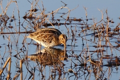 Gallinago gallinago