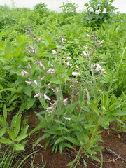 Penstemon pallidus