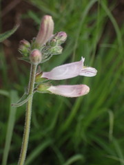 Penstemon pallidus
