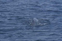 Balaenoptera physalus