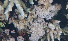 Porites rus