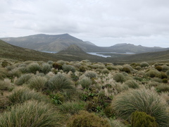Chionochloa antarctica