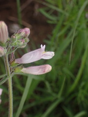 Penstemon pallidus