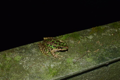 Odorrana tianmuii