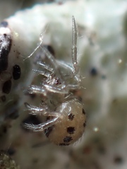 Enoplognatha ovata