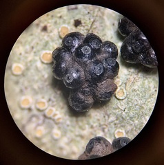 Annulohypoxylon truncatum