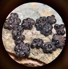 Annulohypoxylon truncatum