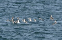 Calidris maritima