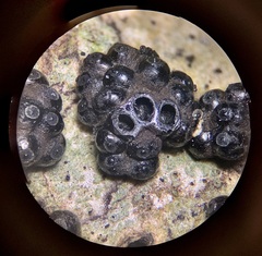 Annulohypoxylon truncatum