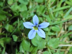 Lobelia pedunculata