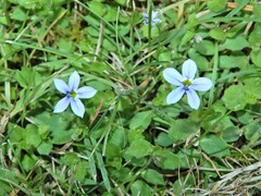 Lobelia pedunculata