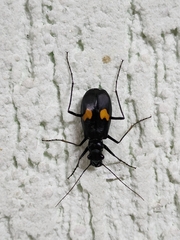 Cicindelinae
