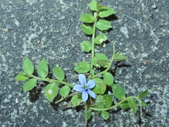 Lobelia pedunculata