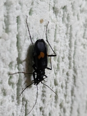Cicindelinae