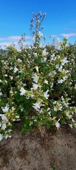 Malva preissiana