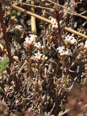 Acrothamnus colensoi