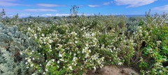 Malva preissiana