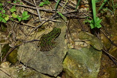 Odorrana tianmuii