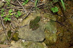 Odorrana tianmuii