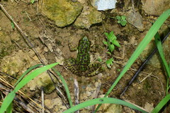 Odorrana tianmuii