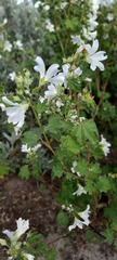 Malva preissiana