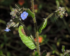 Pentaglottis sempervirens