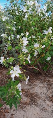 Malva preissiana