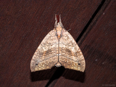 Gangarides vardena