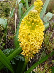 Bulbinella rossii