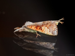Clostera bramah