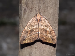 Gangarides vardena