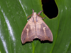 Gangarides vardena