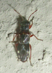 Trinithignus natalensis