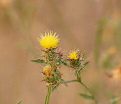 Centaurea melitensis