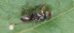 Diptera
