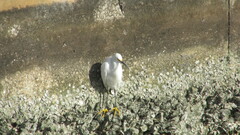 Egretta thula