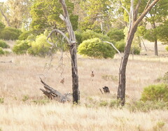 Macropus fuliginosus