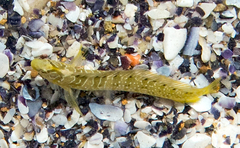 Salaria pavo