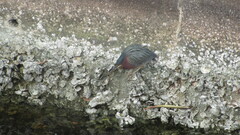 Butorides virescens