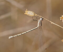 Austrolestes aridus
