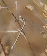 Austrolestes aridus