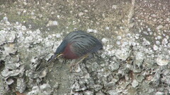 Butorides virescens