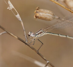 Austrolestes aridus